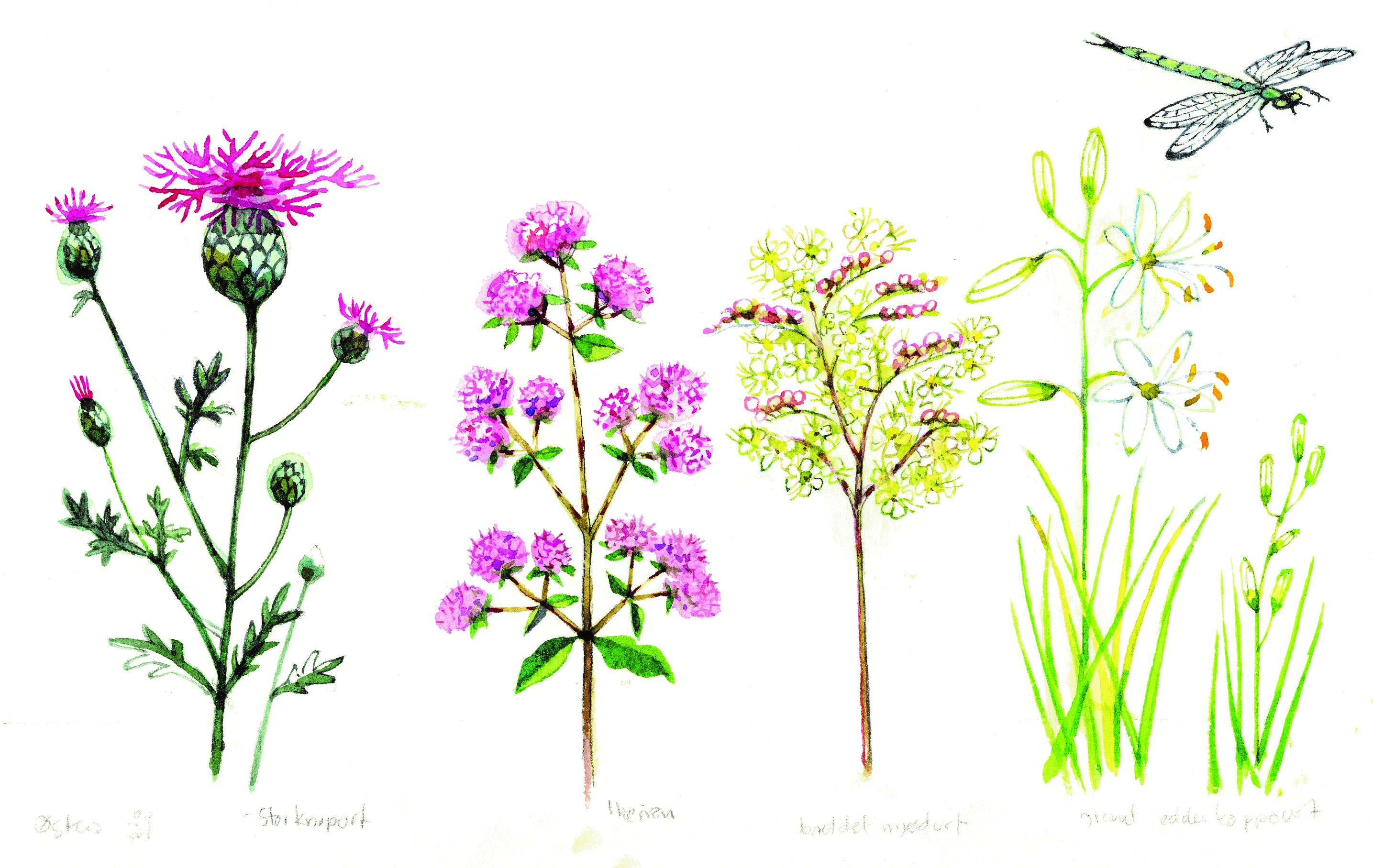 Blomster, tegning Karen Borch.jpg