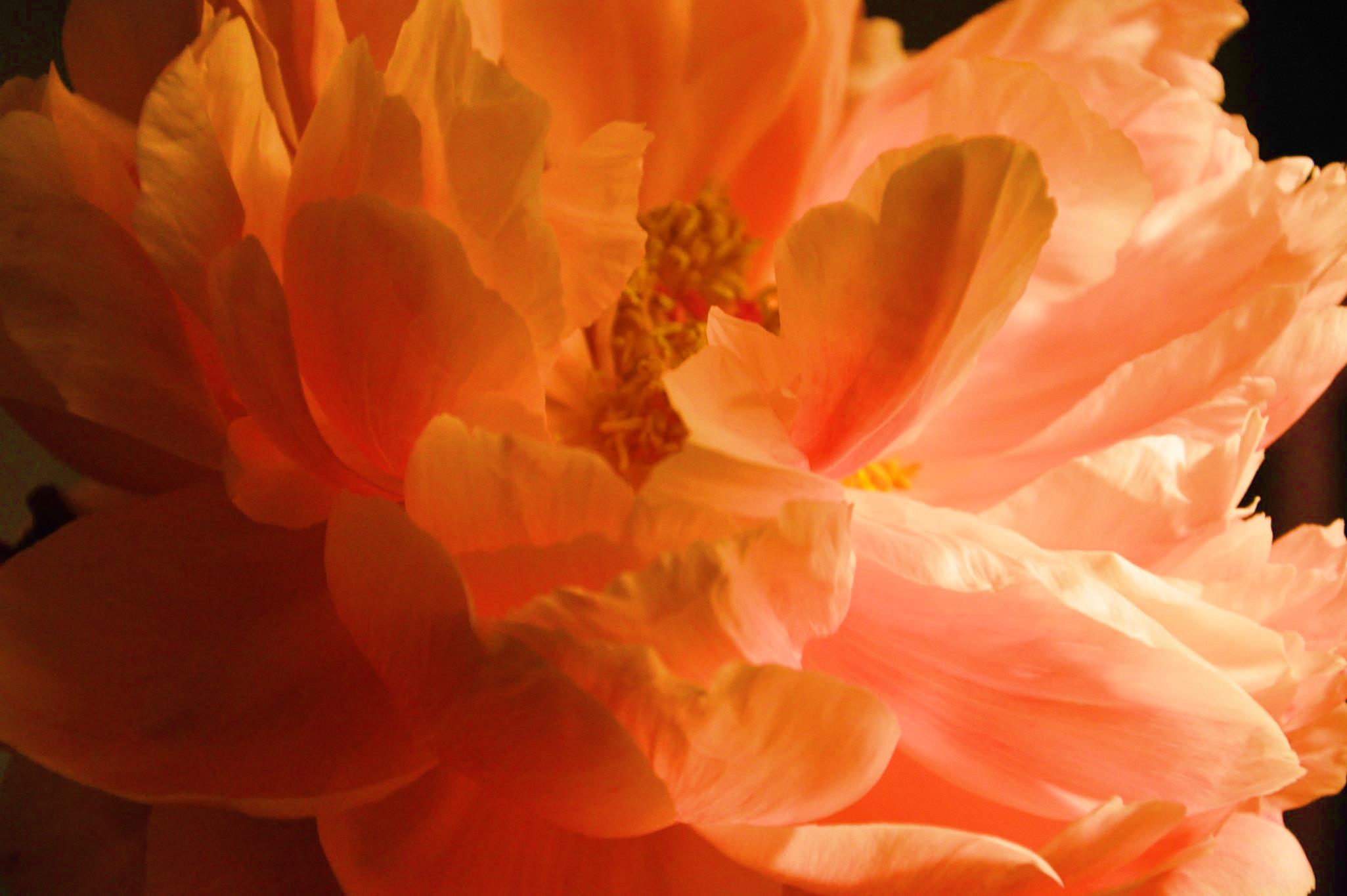 Ferskenfarvet Bonderose med lys på, foto Camilla Hultén.jpg