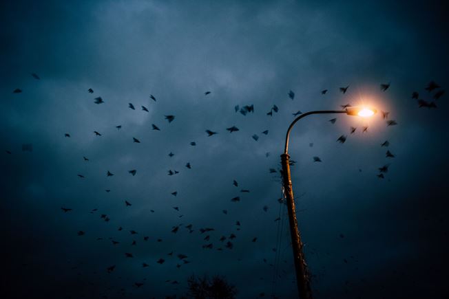 Fugle og en gadelampe på en natblå himmel, foto David Foli