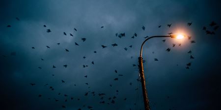 Fugle og en gadelampe på en natblå himmel, foto David Foli.jpg