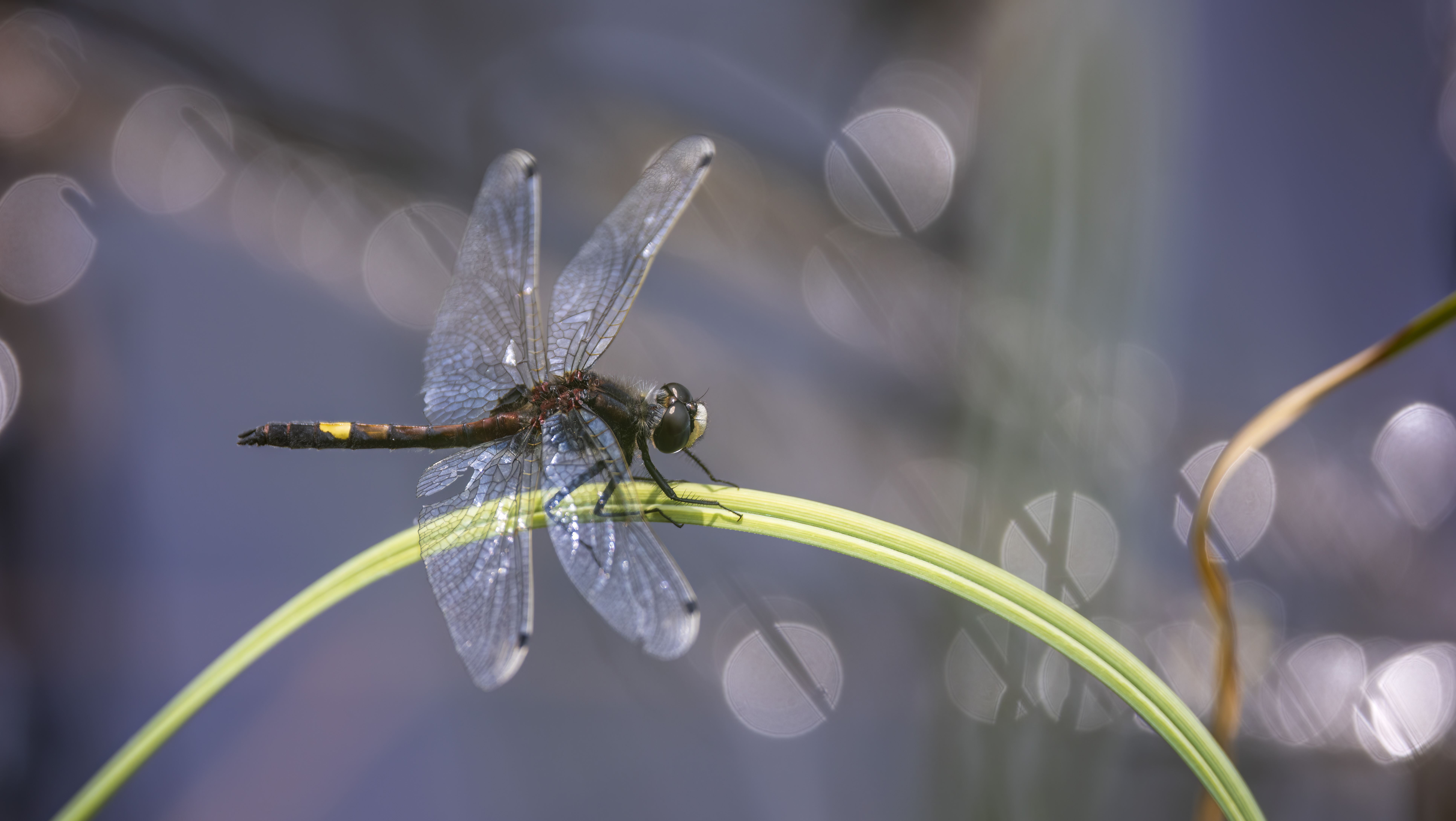 guldsmed af Ivan guldsmed