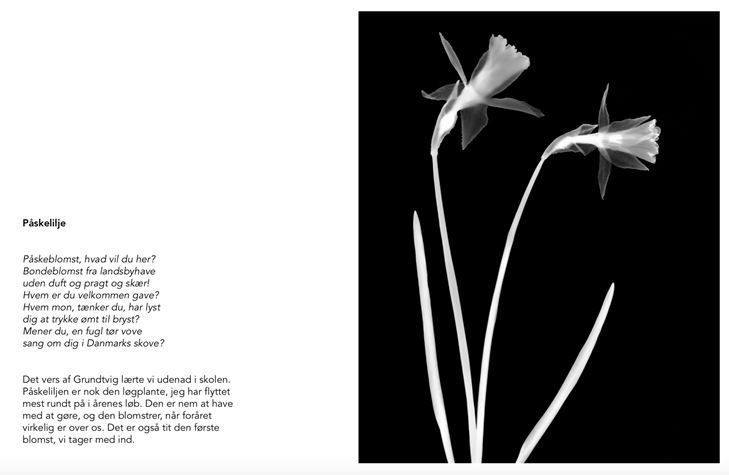 havdal påskelilje havdal påskelilje