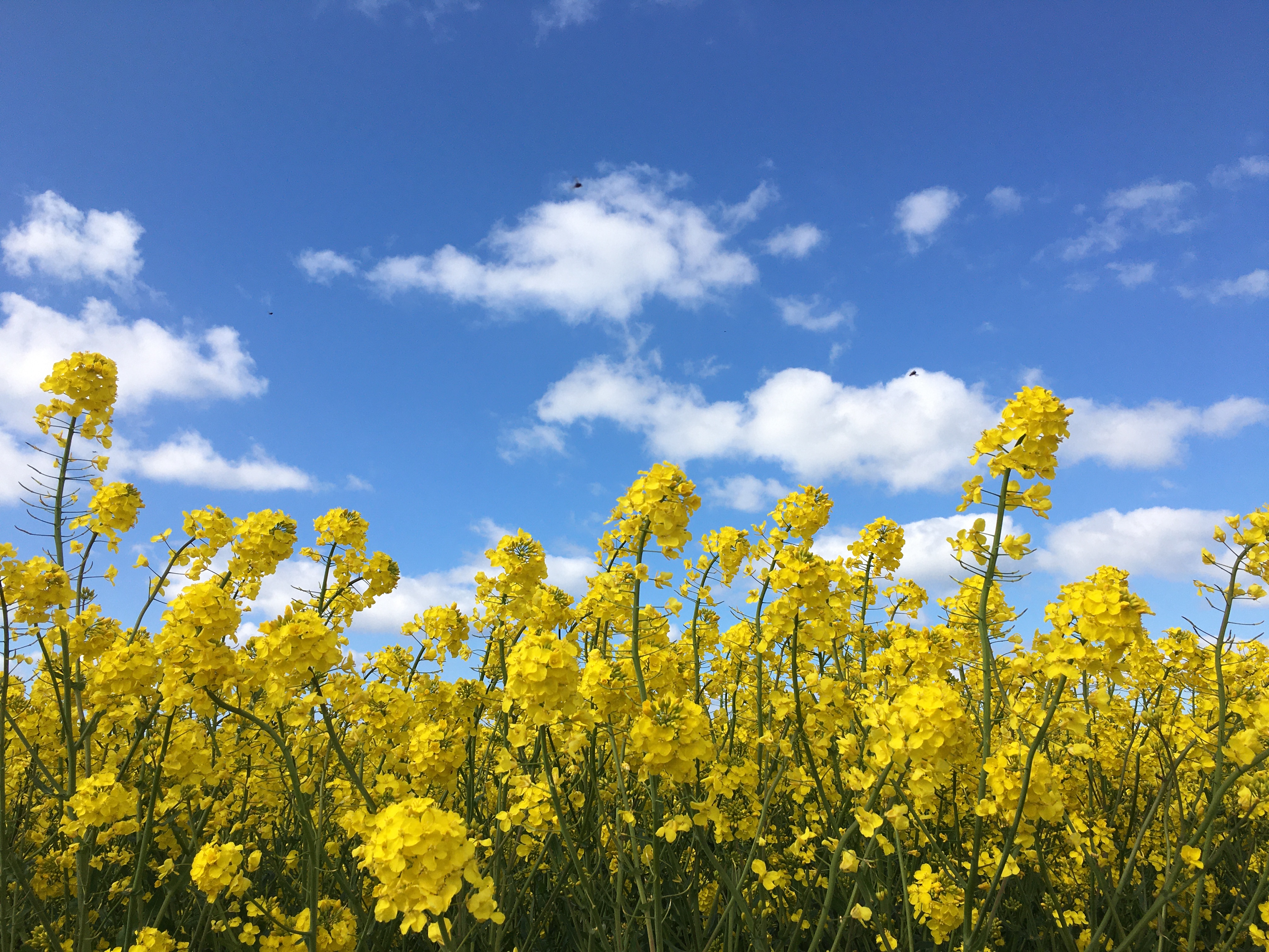 Blomstrende rapsmark på blå himmel.