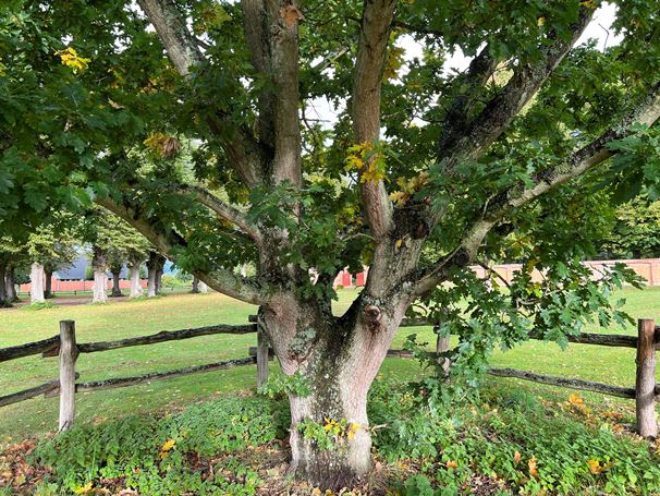 Danneregen i Slotsparken, egetræet er podet med DNA fra Kongeegen, foto Marie Laulund
