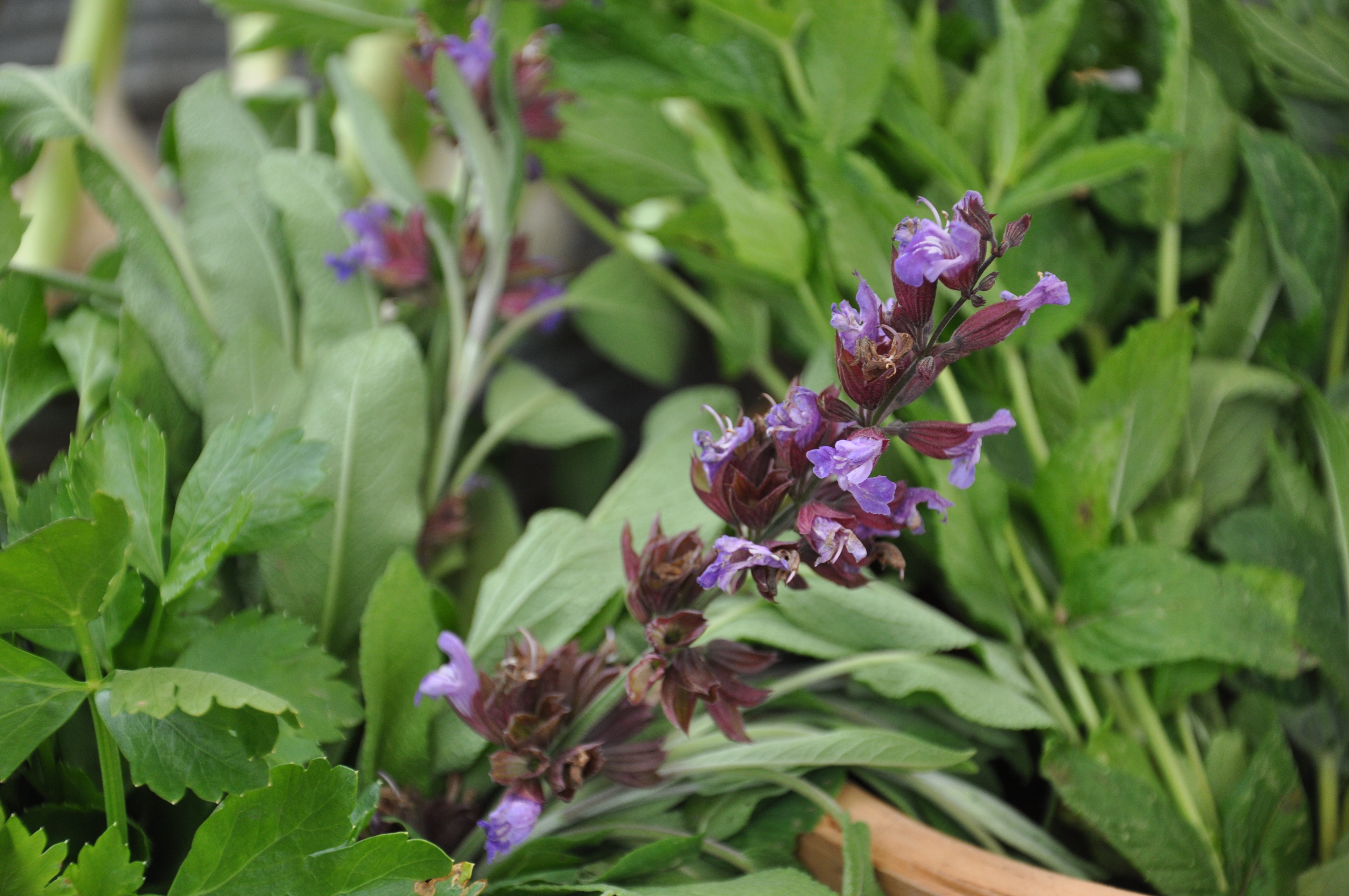 Blomstrende krydderurter, foto Camilla Hultén.JPG