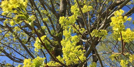 Træ med nyudsprungne gulgrønne blomster, foto Camilla Hultén.jpg