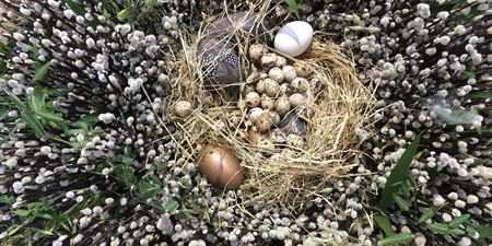Rede med forskellige æg lavet af blandt andet 2000 grene med gæslinger, foto Camilla Hultén.JPG
